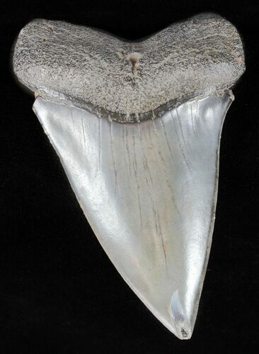 Huge, Fossil Mako Shark Tooth - Georgia #61683